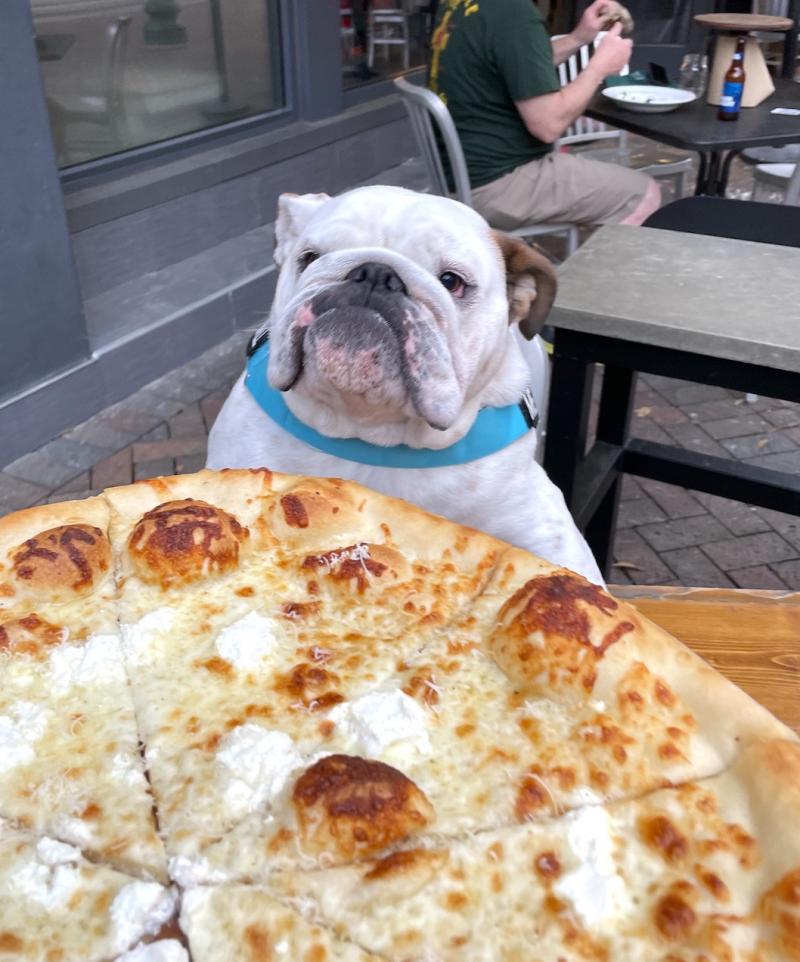 Dog Friendly Patios In Memphis I Love Memphis